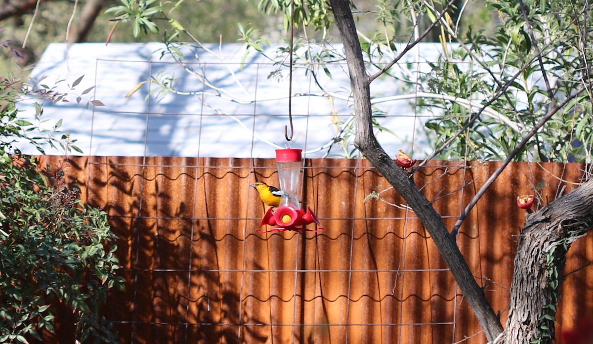 Bullock's Oriole - ML318571021