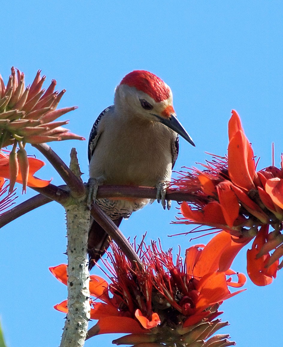 Golden-fronted Woodpecker - ML318572611