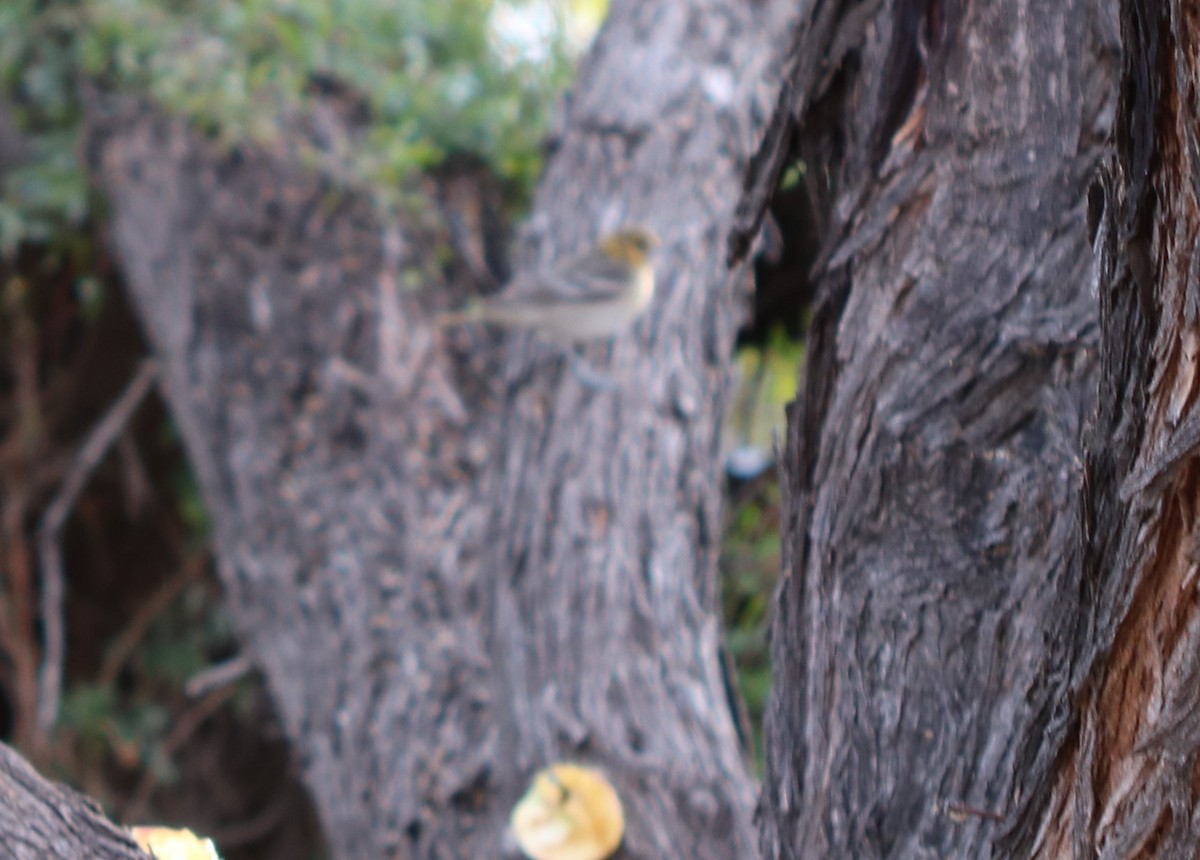 Bullock's Oriole - ML318572861