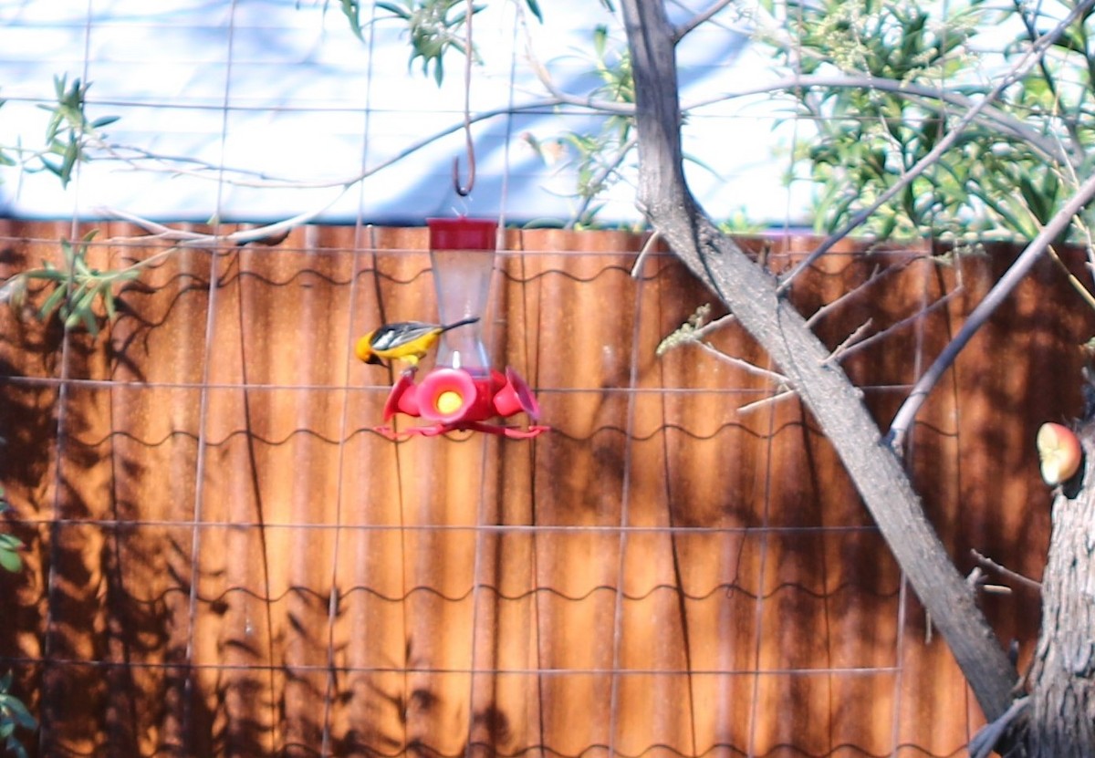 Hooded Oriole - ML318575821