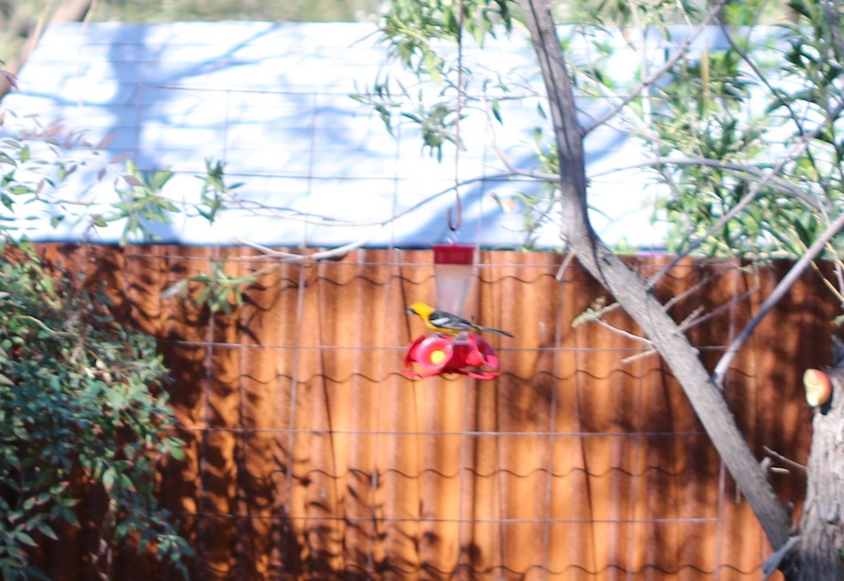 Hooded Oriole - ML318575831