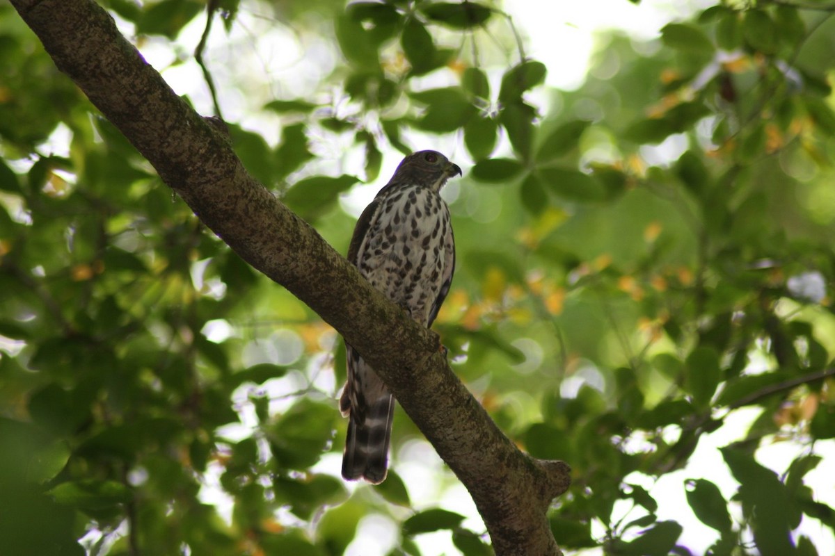 Double-toothed Kite - ML31857751