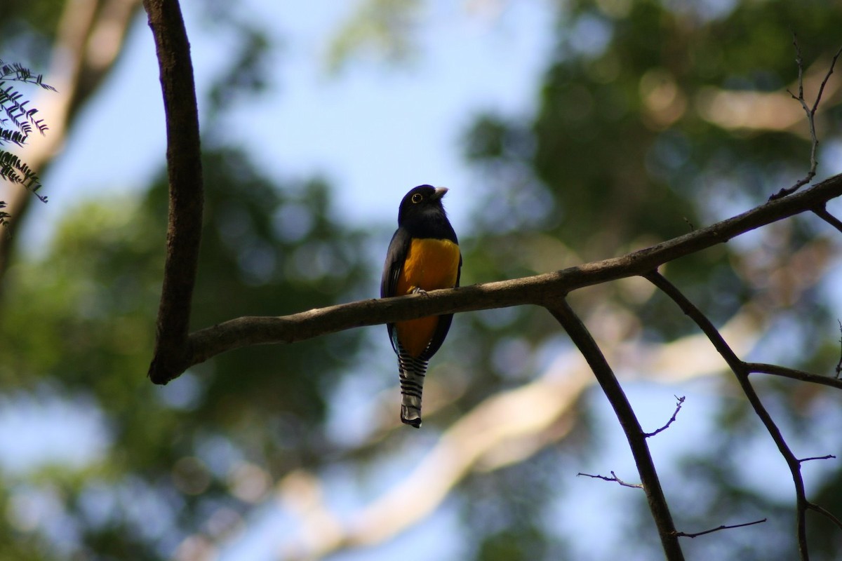 Gartered Trogon - ML31857791