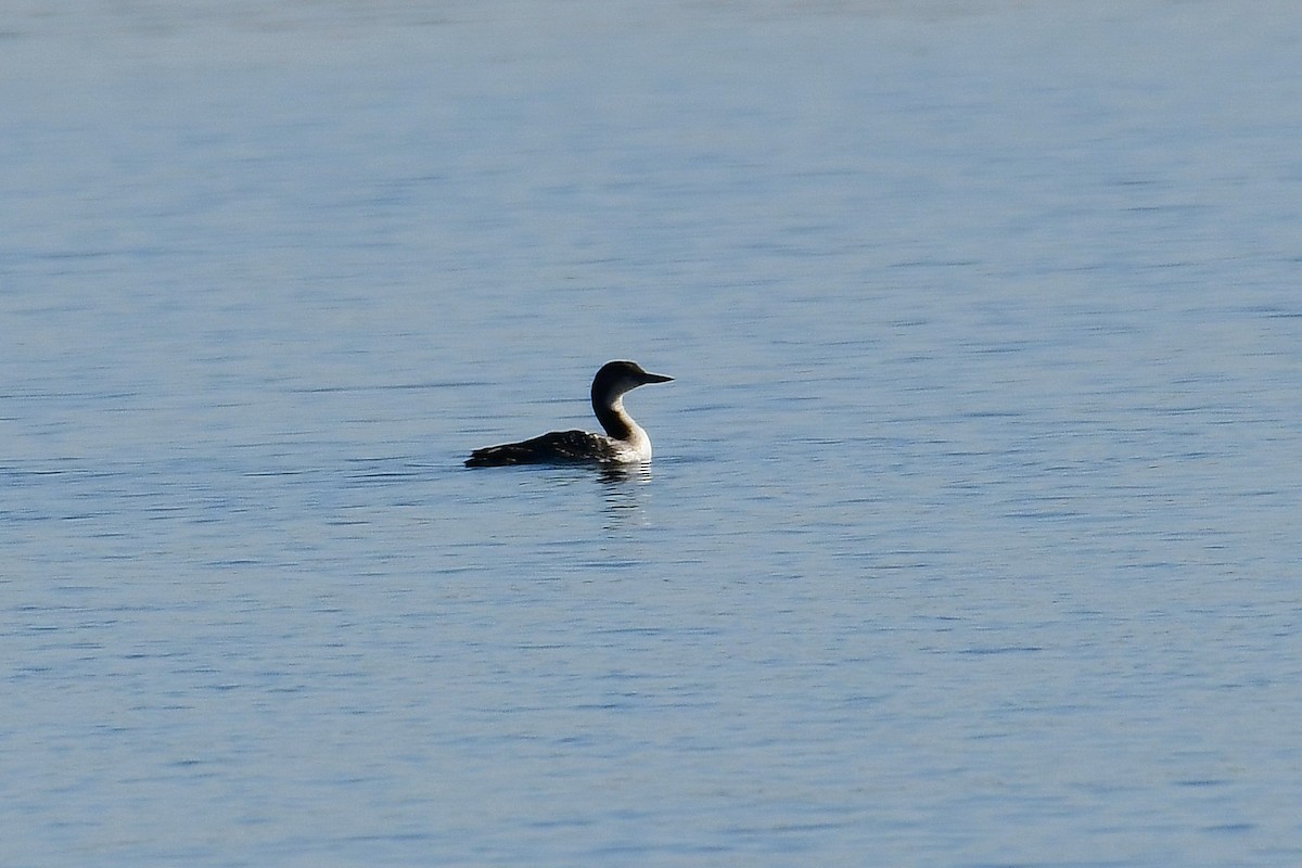 Common Loon - Eric Titcomb