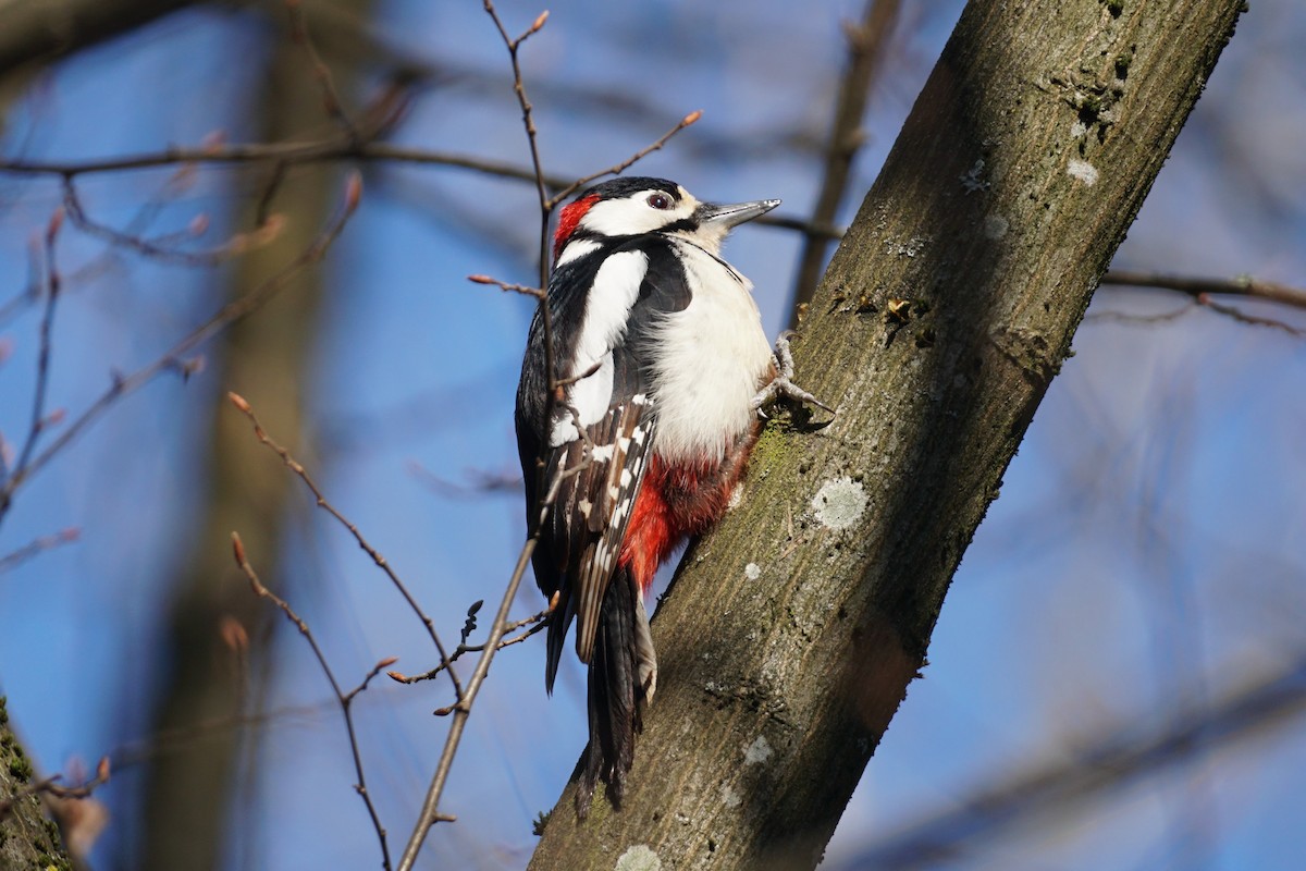 Great Spotted Woodpecker - ML318579591