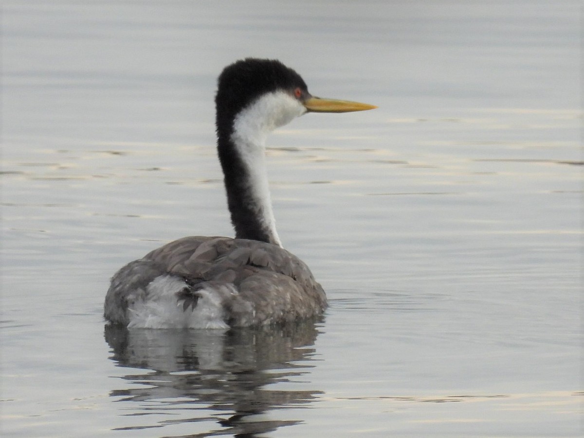 Western Grebe - ML318579851