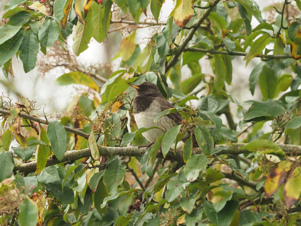 Black-throated Thrush - ML318581501