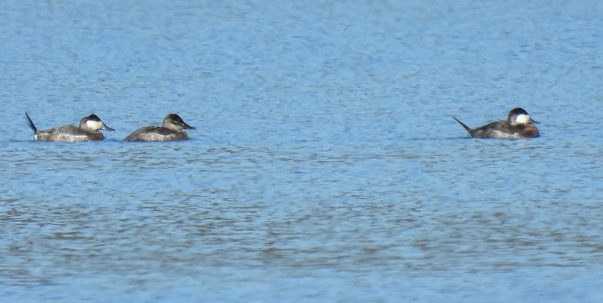 Ruddy Duck - ML318582291