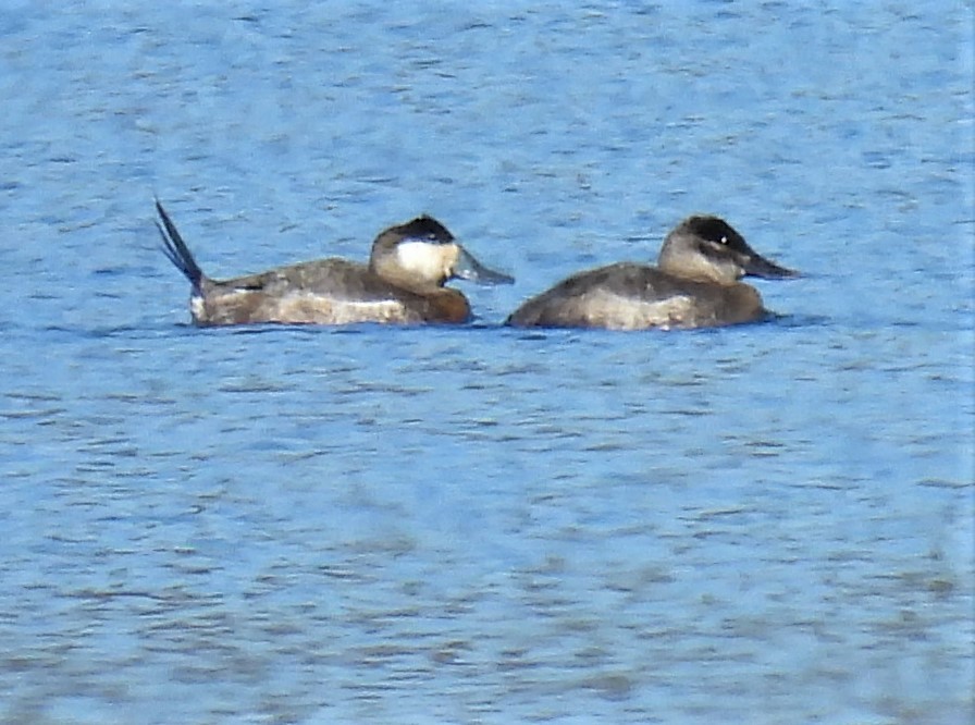 Ruddy Duck - ML318582441