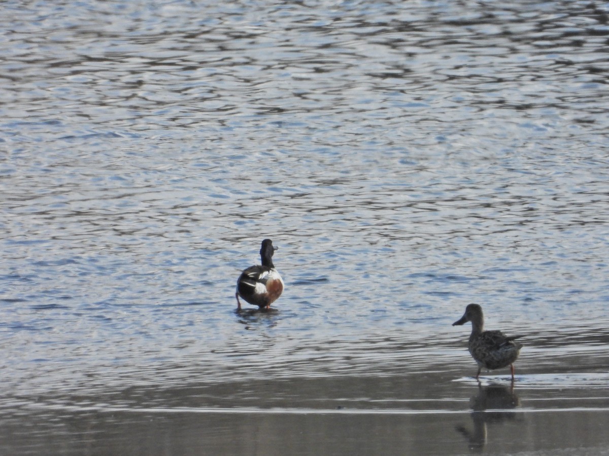 Northern Shoveler - Bill Holland