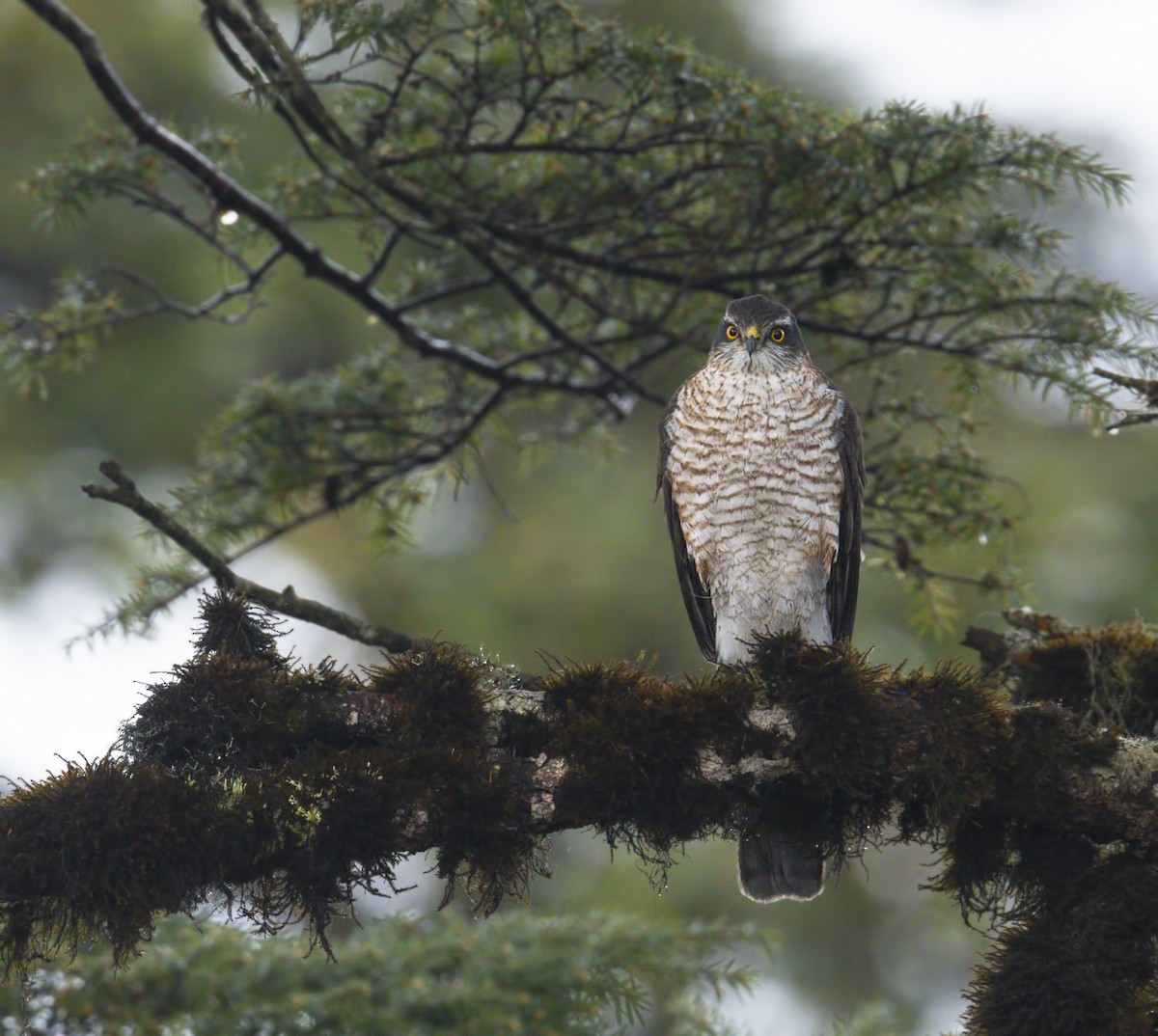 Eurasian Sparrowhawk - ML318584071