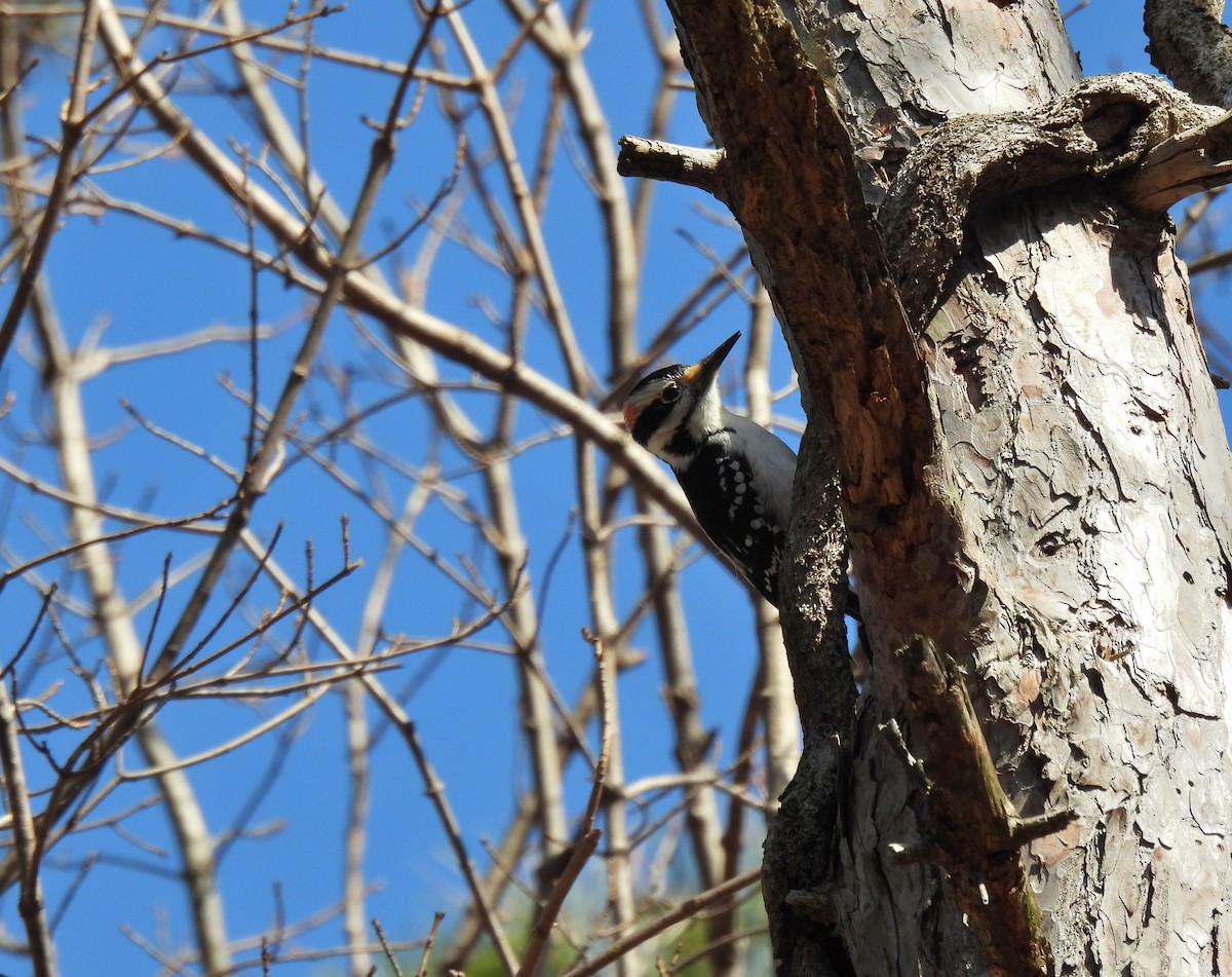 Hairy Woodpecker - ML318584301