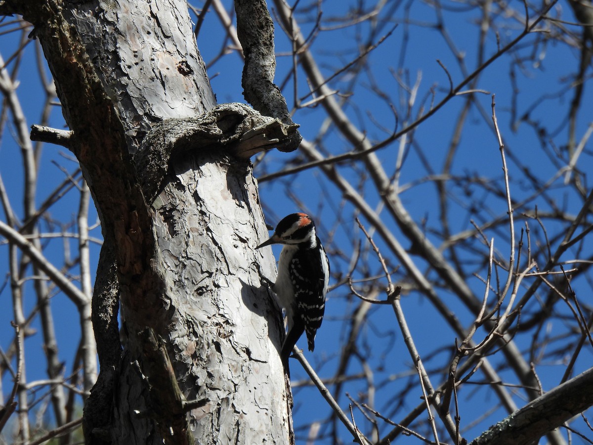 Hairy Woodpecker - ML318584341