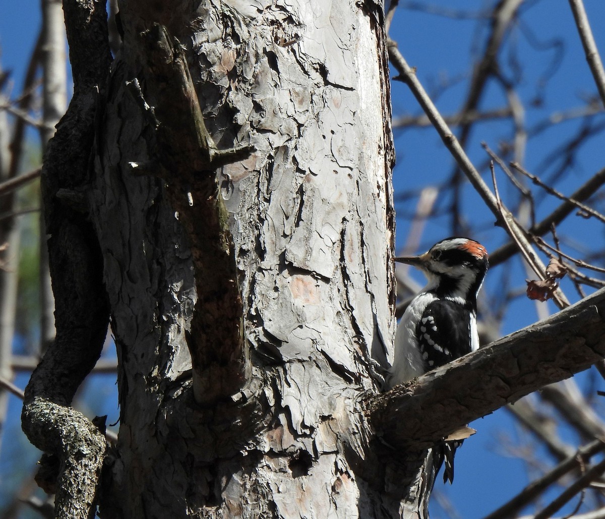 Hairy Woodpecker - ML318584351