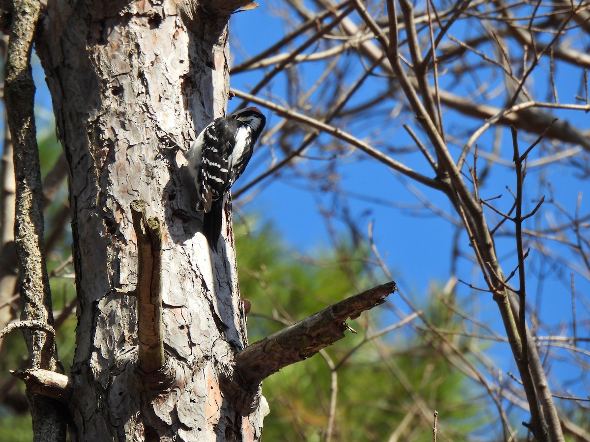 Hairy Woodpecker - ML318584411