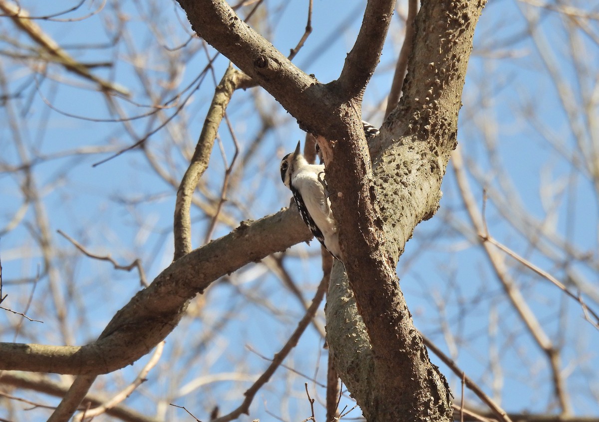 Hairy Woodpecker - ML318584441