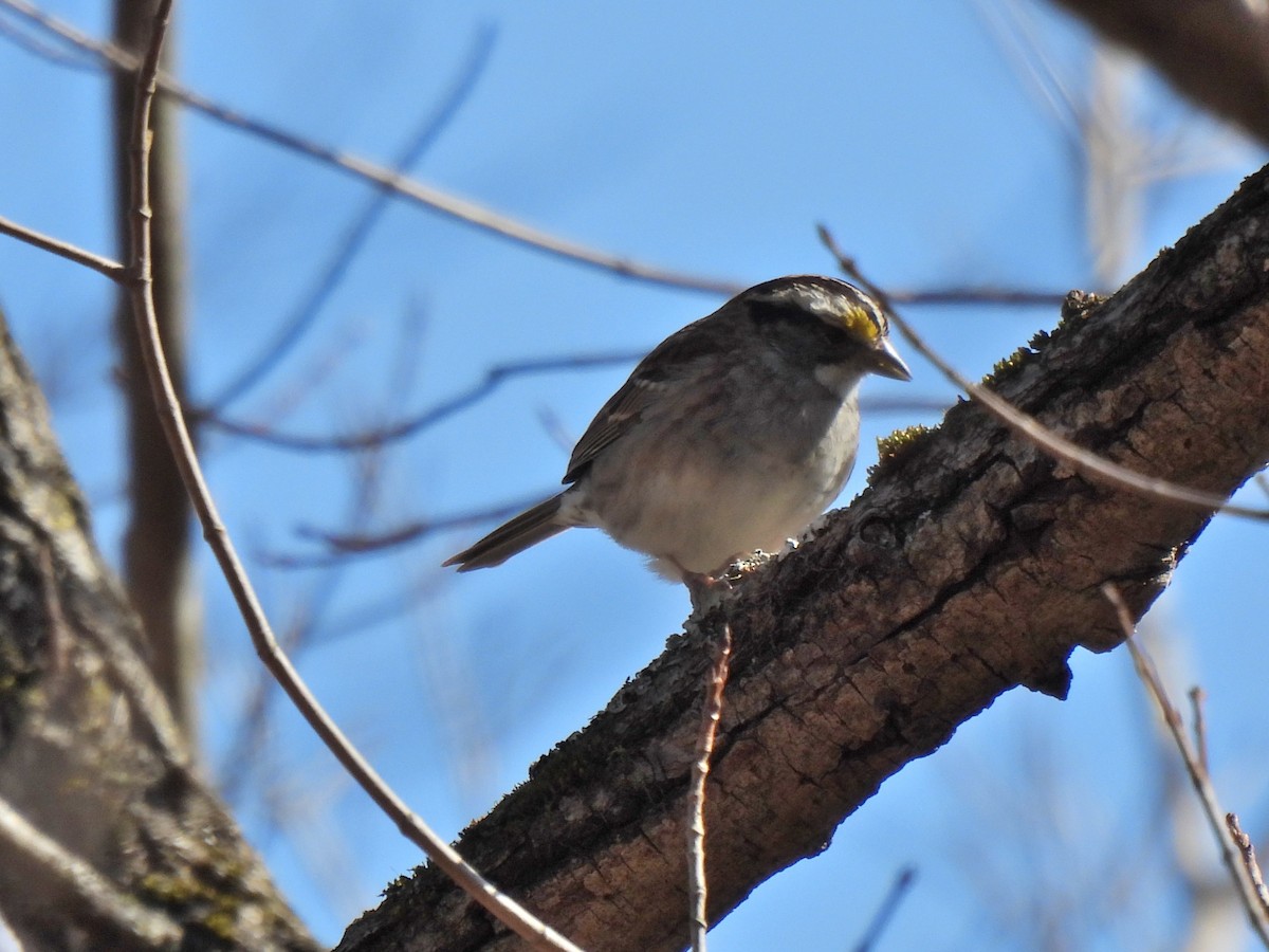 White-throated Sparrow - ML318584691