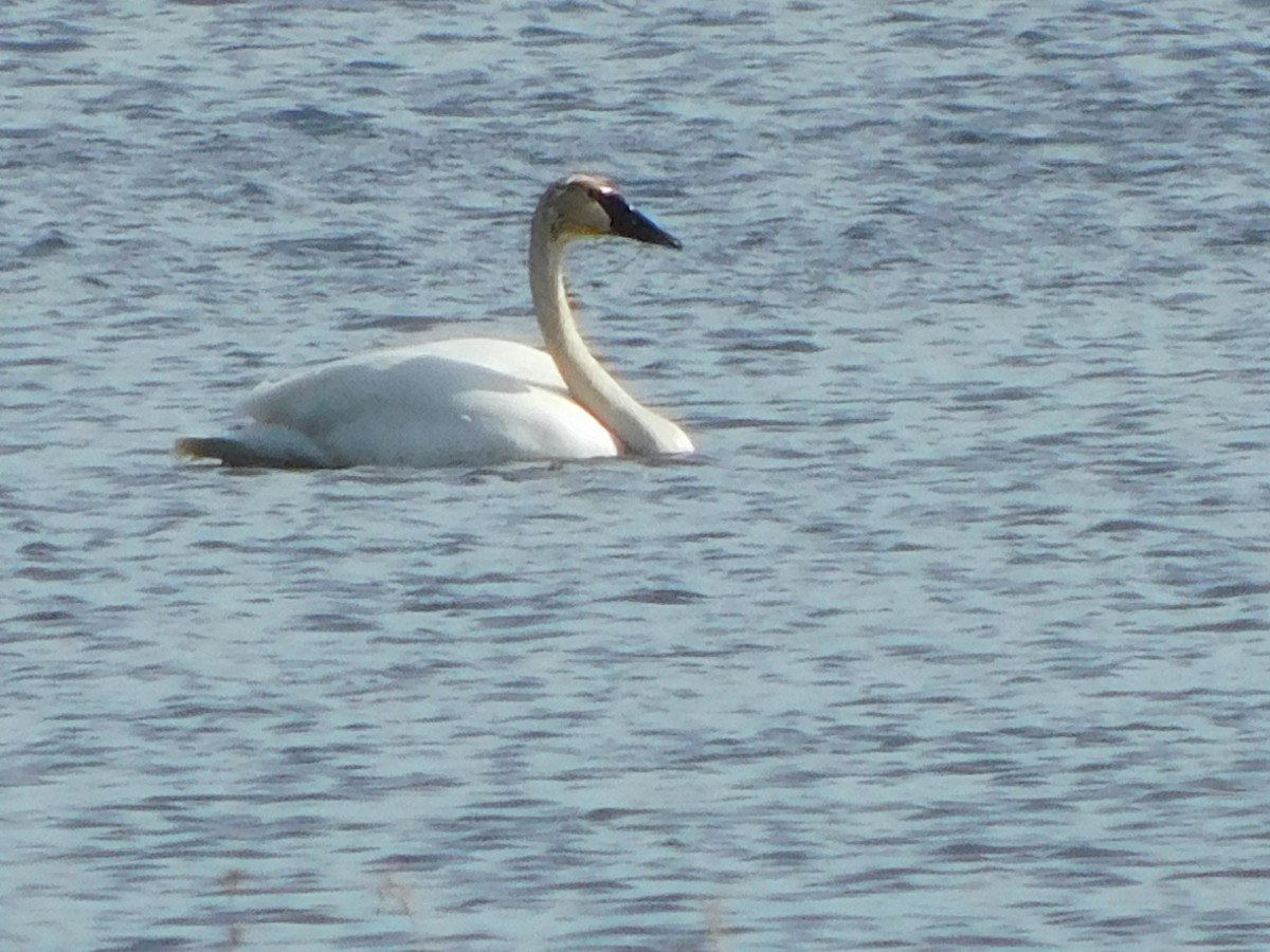 Trumpeter Swan - Mike Wilken