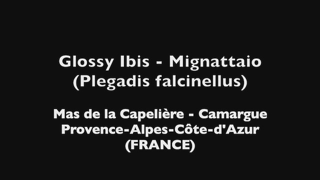 Ibis falcinelle - ML318589221