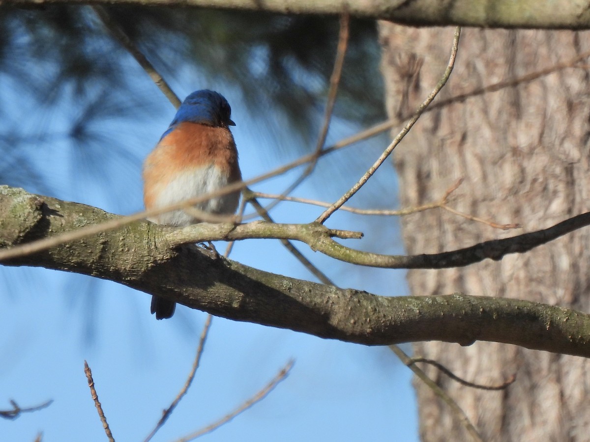 Eastern Bluebird - ML318589581