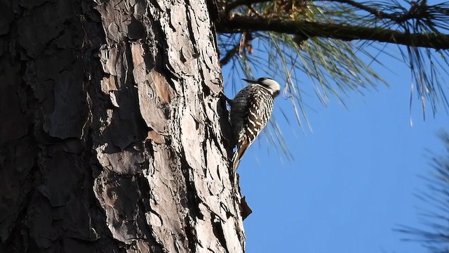 Red-cockaded Woodpecker - ML318589771