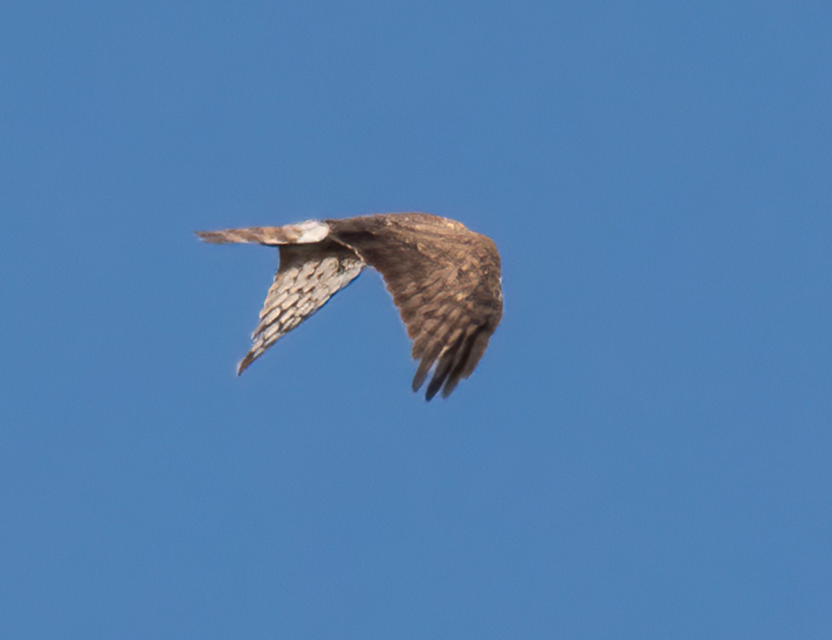 Northern Harrier - Jennifer Berger