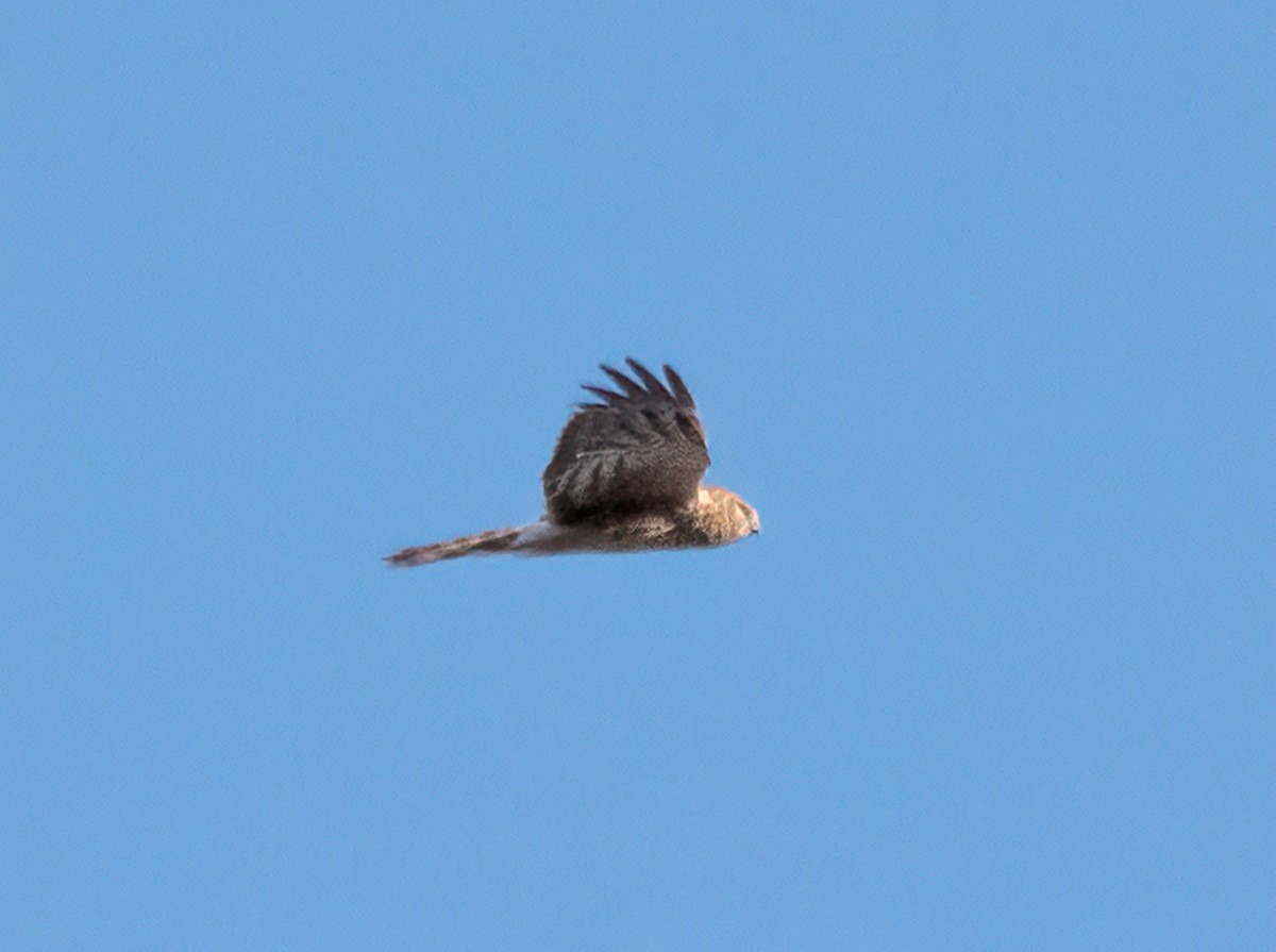 Northern Harrier - ML318590901