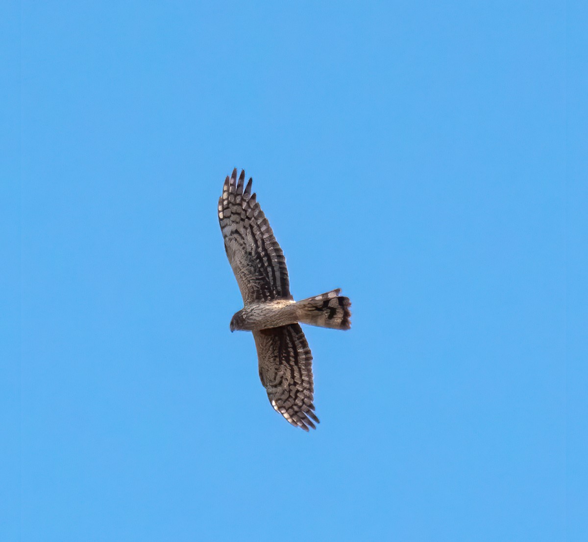 Northern Harrier - Jennifer Berger