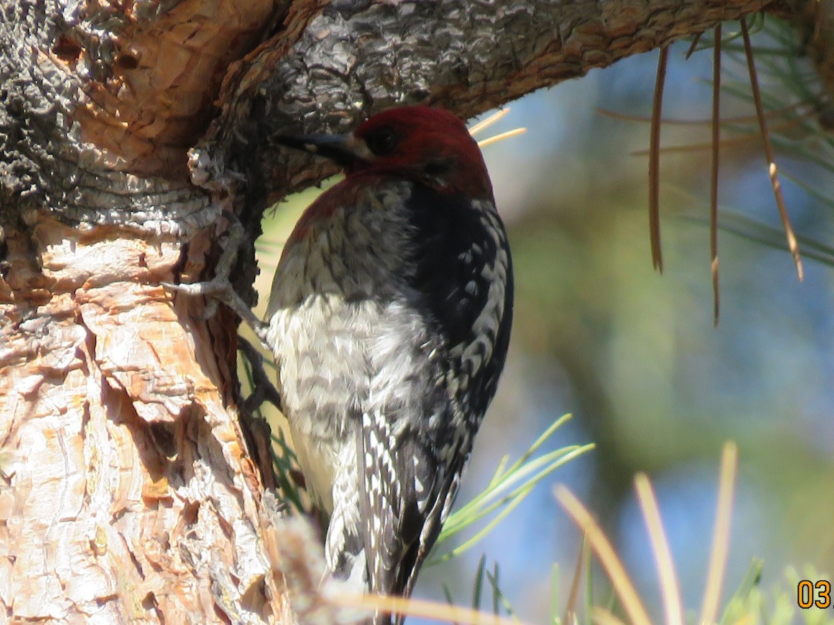 Red-breasted Sapsucker - ML318591151