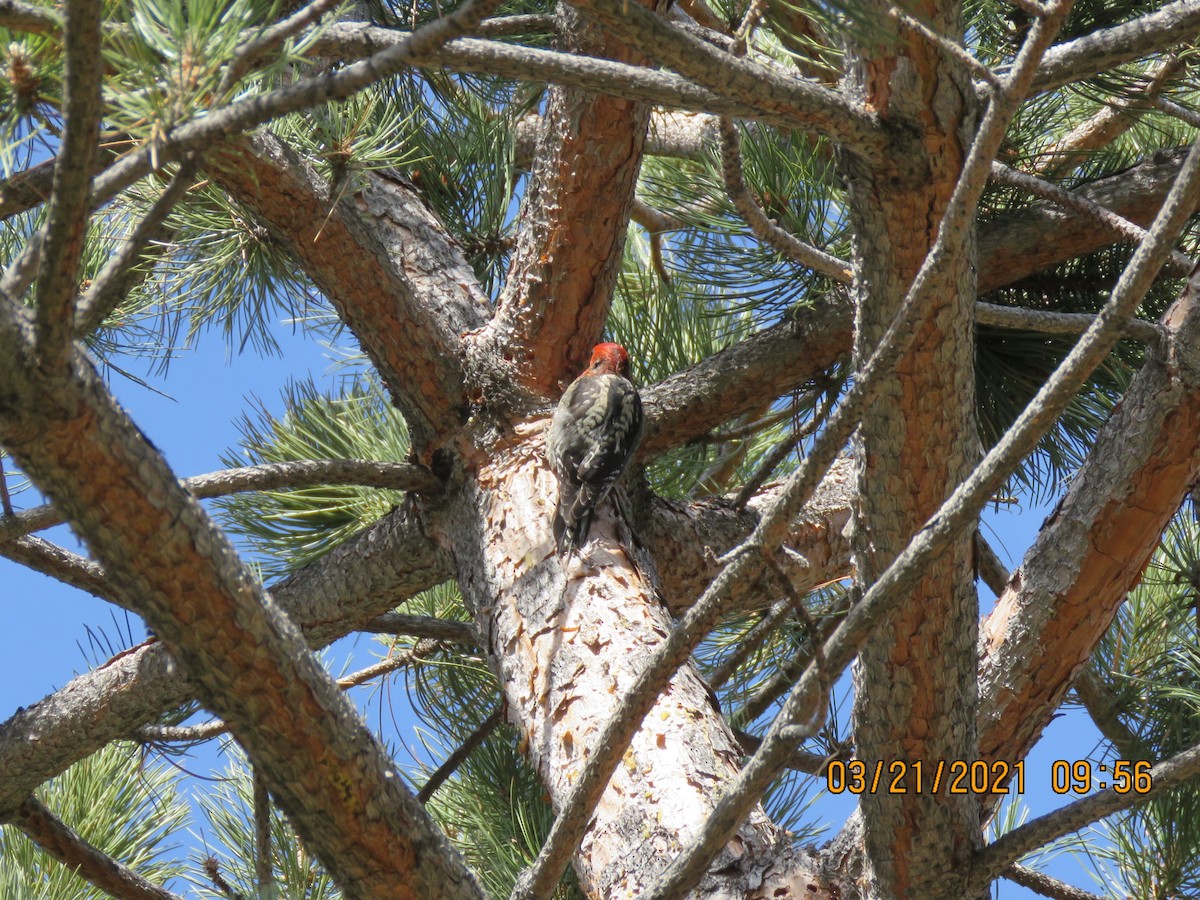 Red-breasted Sapsucker - ML318591161