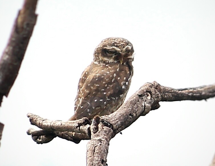 Spotted Owlet - ML31859291