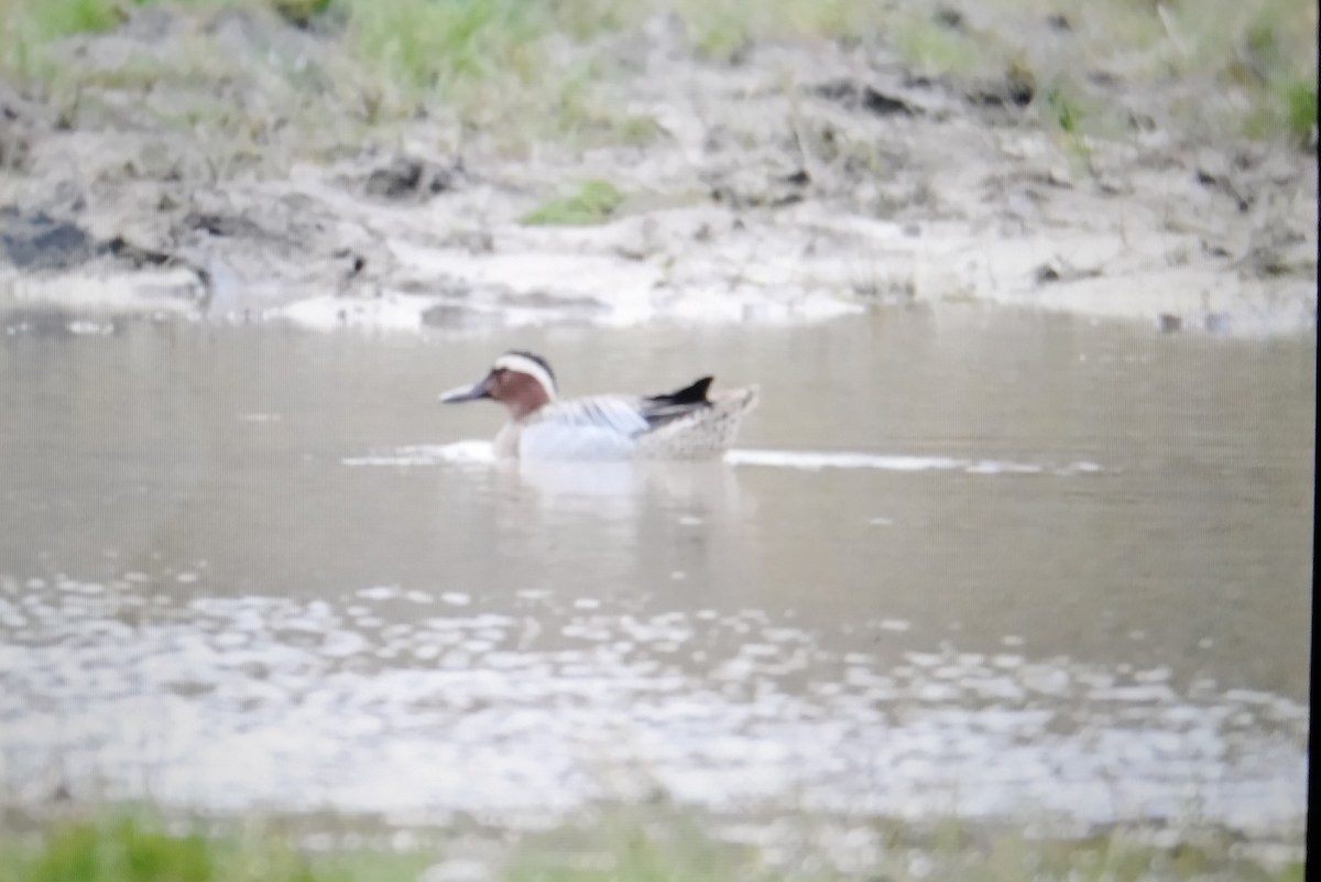 Garganey - Miguel Minondo Verdú