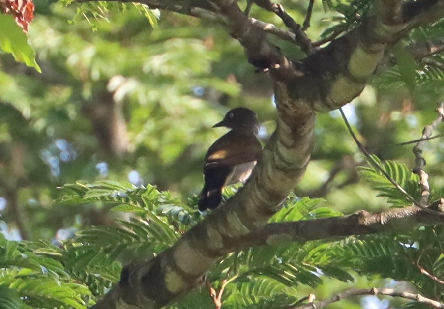 Honeyguide Greenbul - Marc Languy