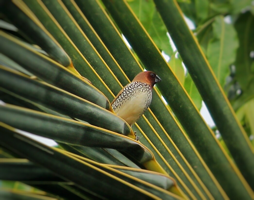 Scaly-breasted Munia - Shreyan M L