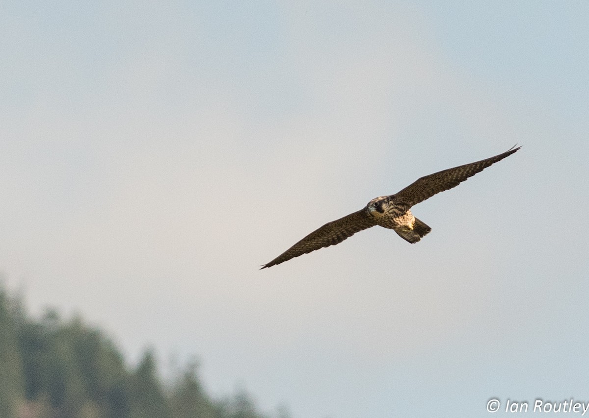 Peregrine Falcon - Ian Routley