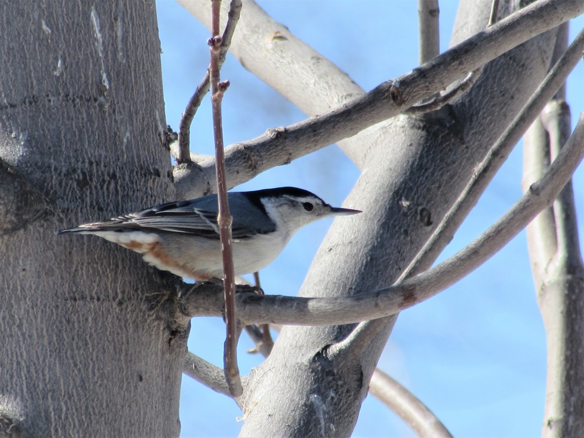 White-breasted Nuthatch - ML318595921
