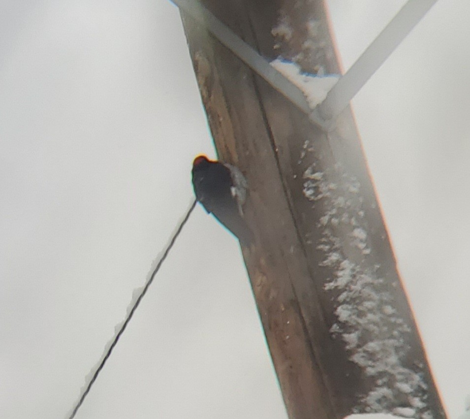 Acorn Woodpecker - ML318596901