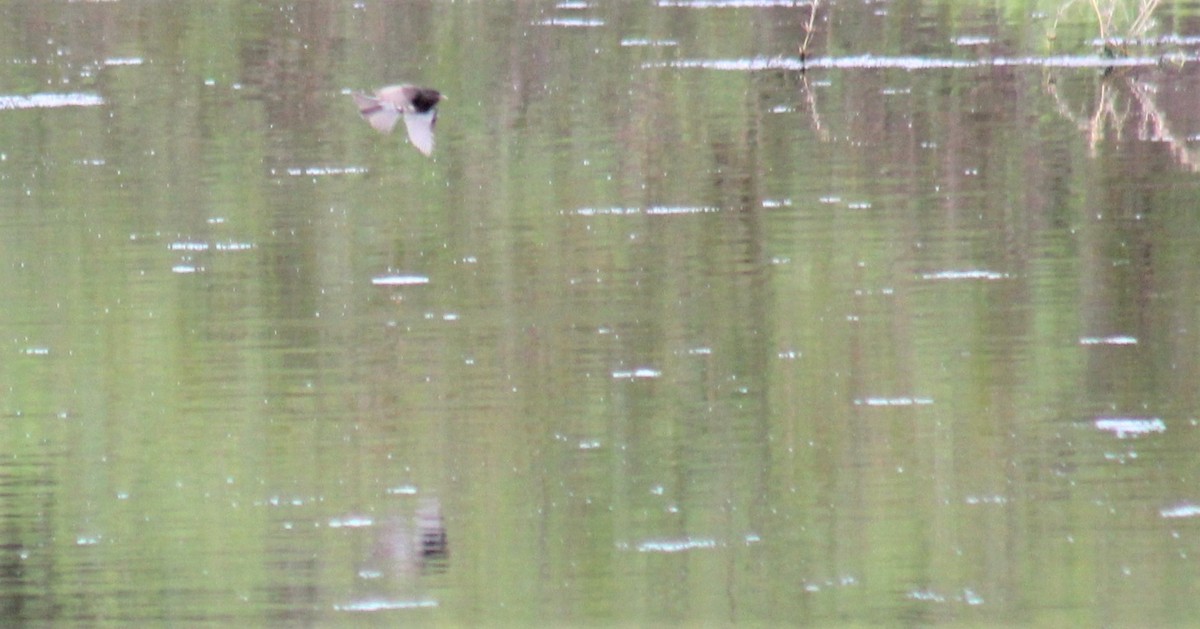Black Phoebe - ML318597751