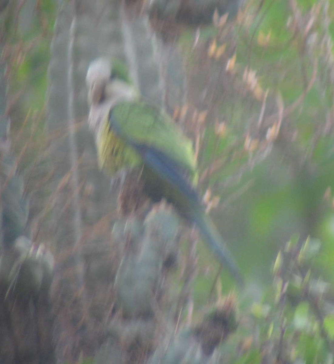 Monk Parakeet (Cliff) - ML318598921