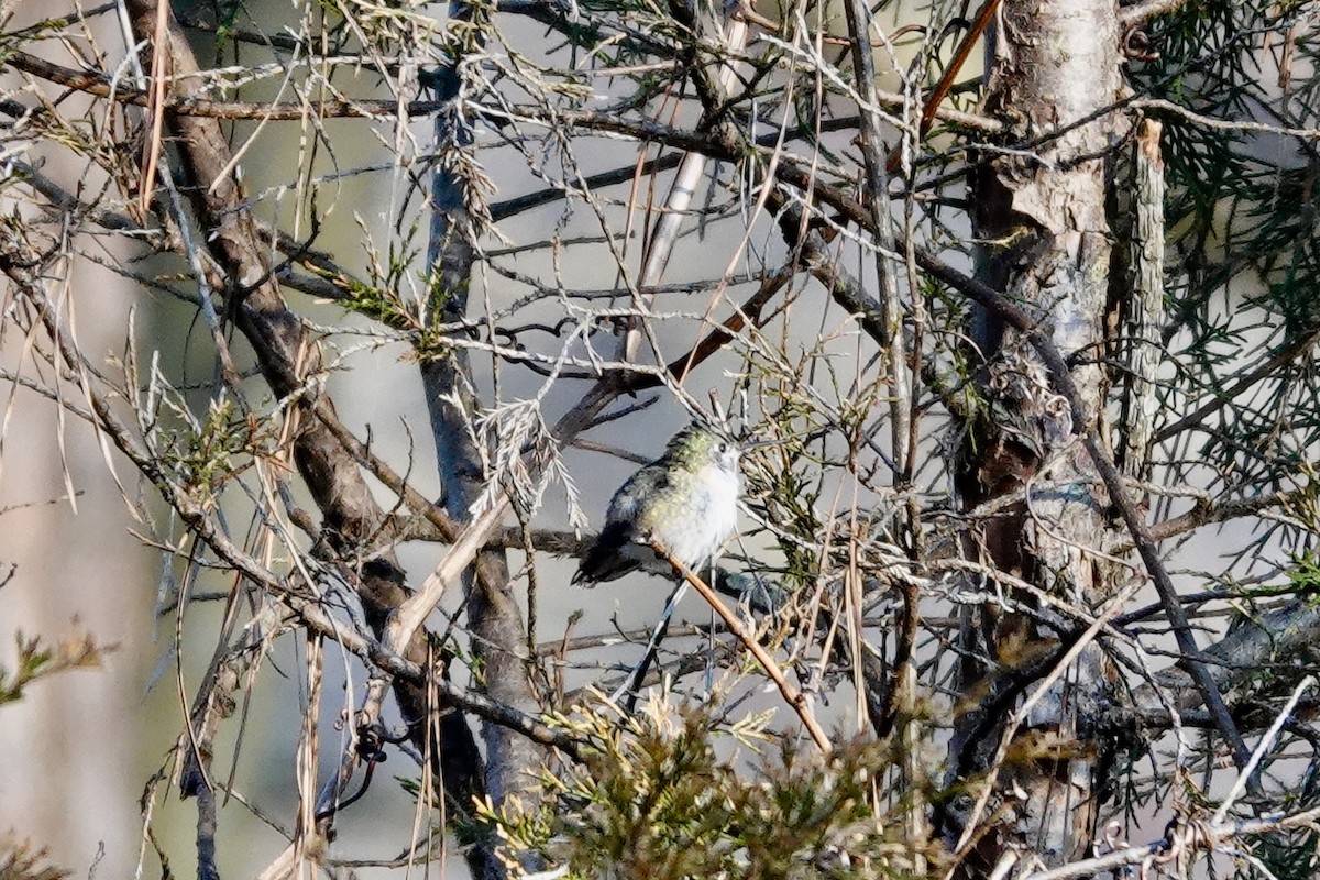 Calliope Hummingbird - ML318599351