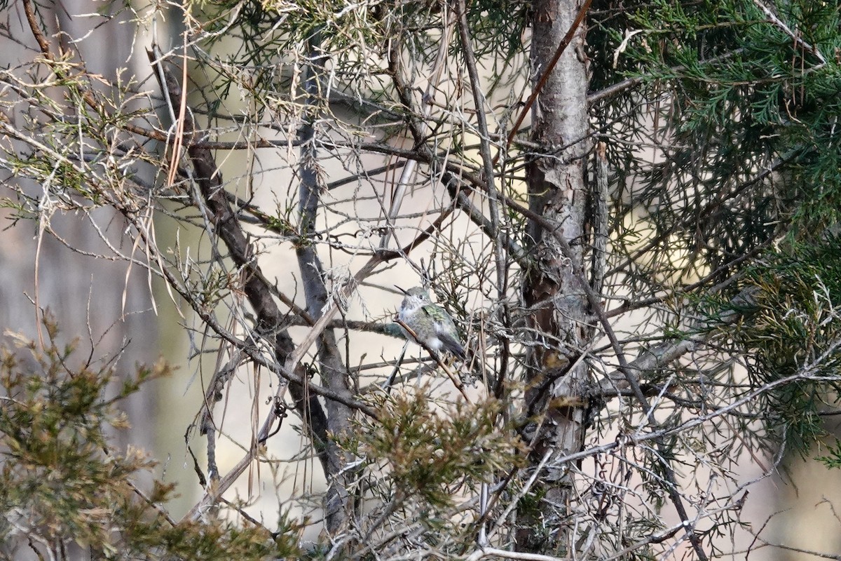 Calliope Hummingbird - ML318599431