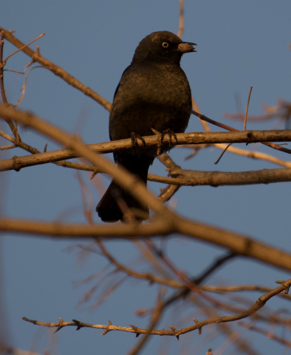 Rusty Blackbird - ML318600331