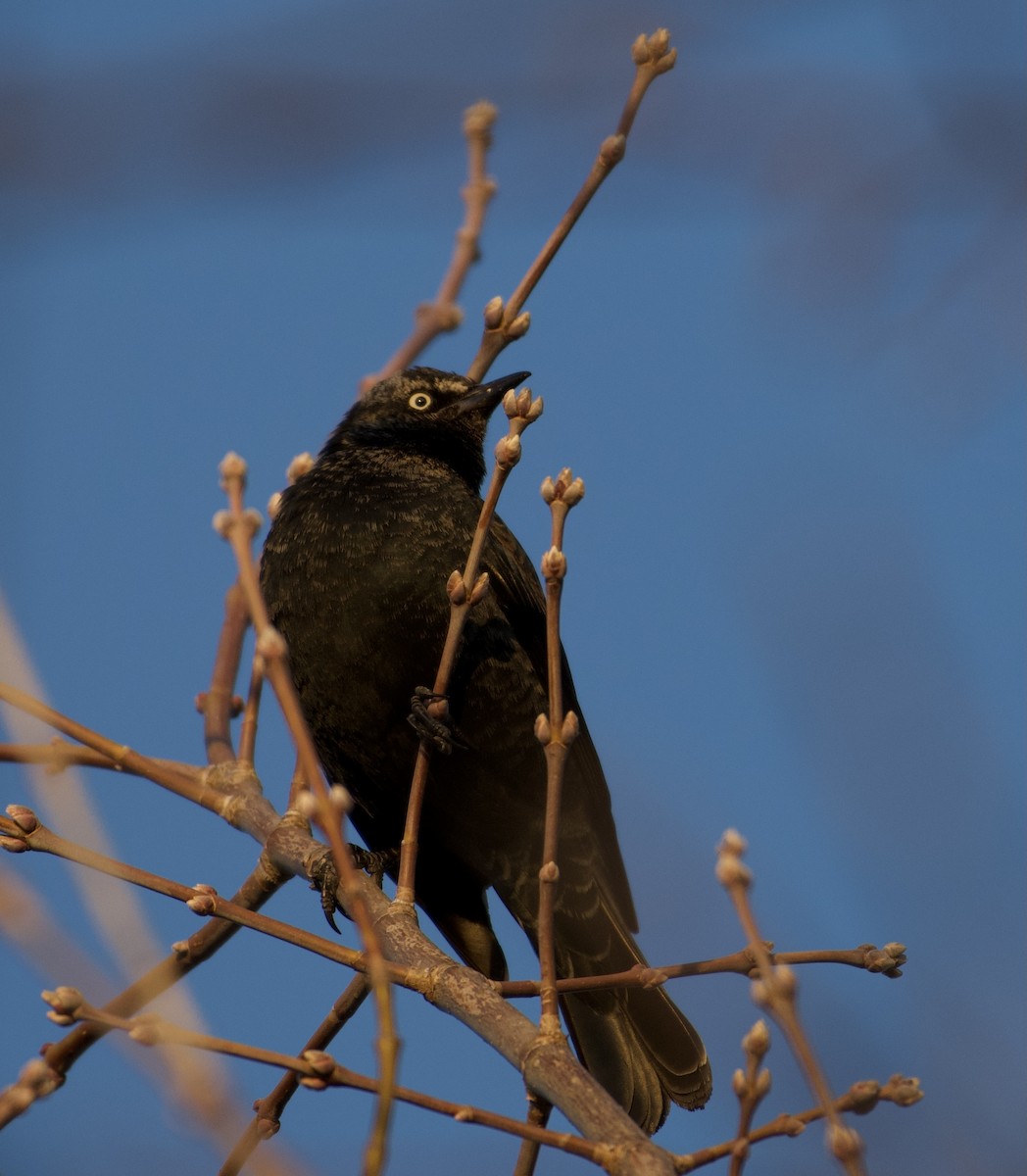 Rusty Blackbird - ML318600361