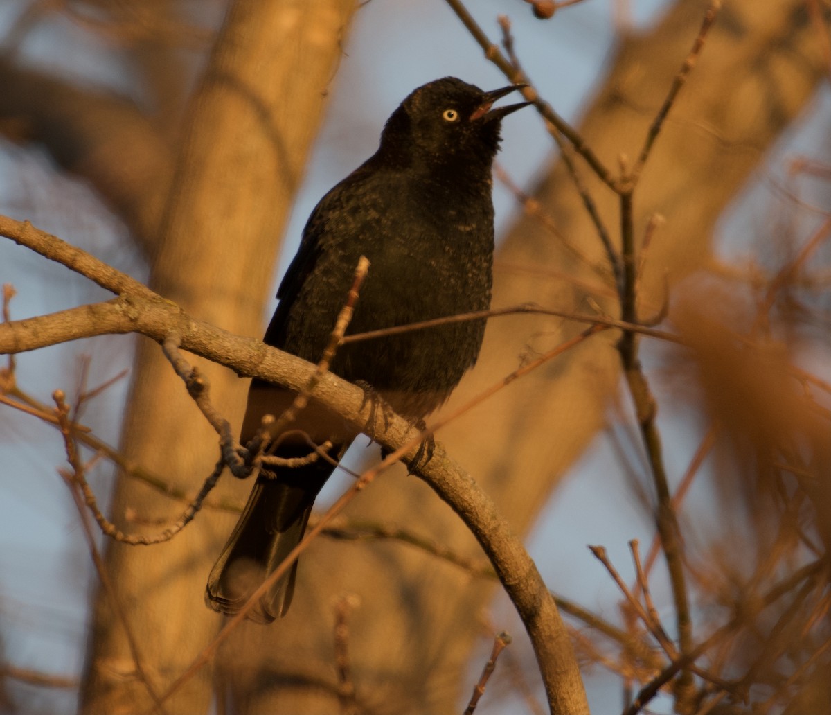 Rusty Blackbird - ML318600371