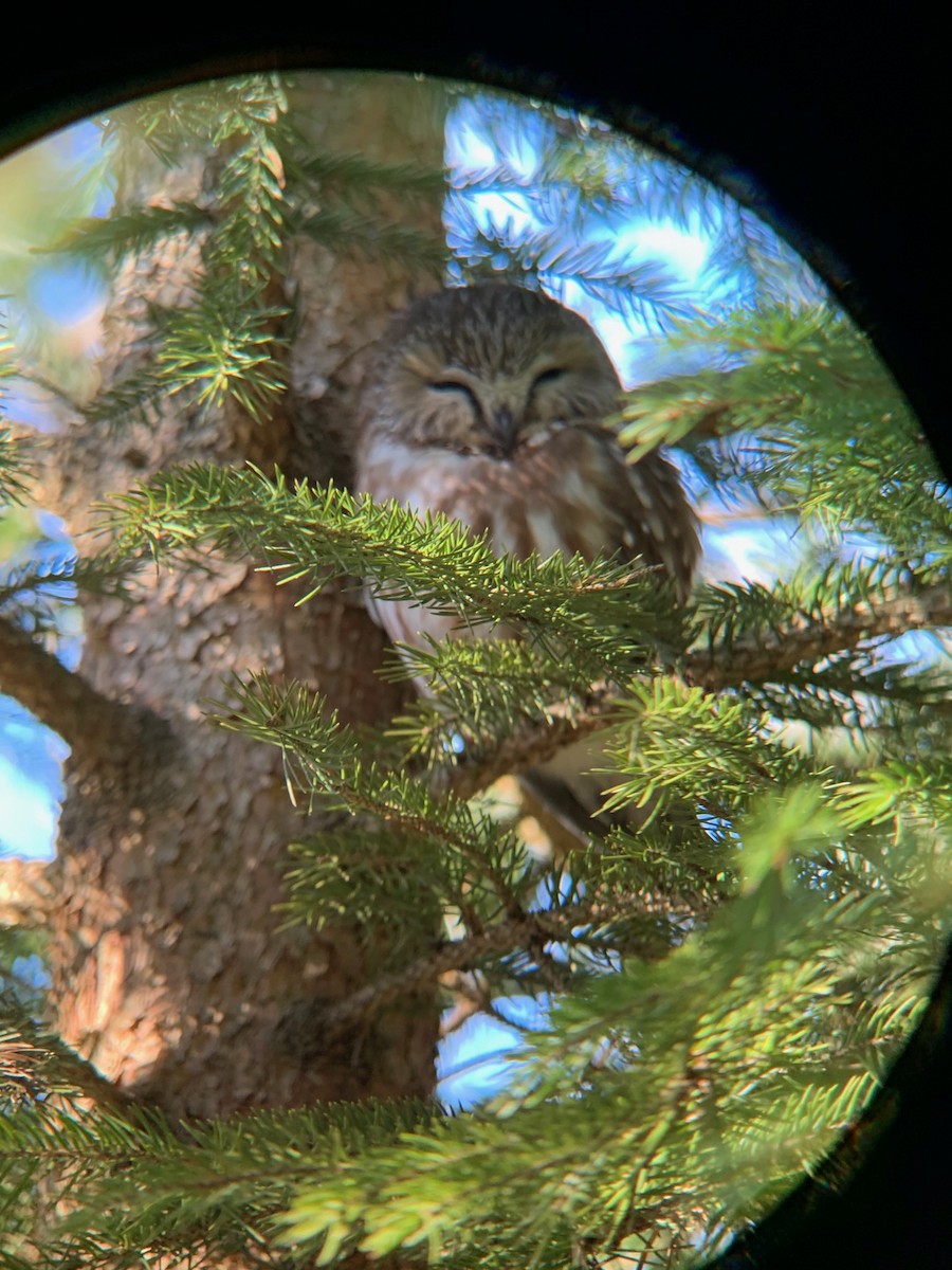 Northern Saw-whet Owl - Adrielle Mitchell