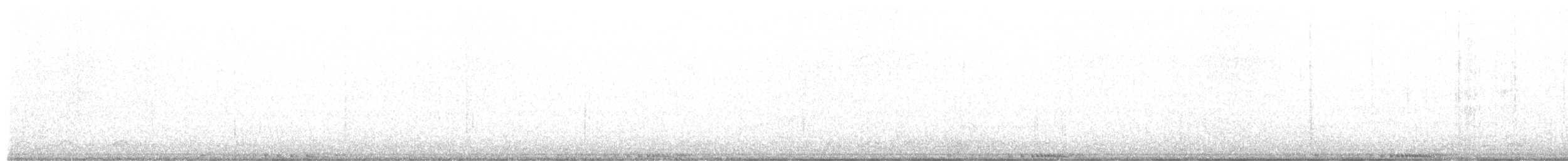 holub skalní (domácí) - ML318601361