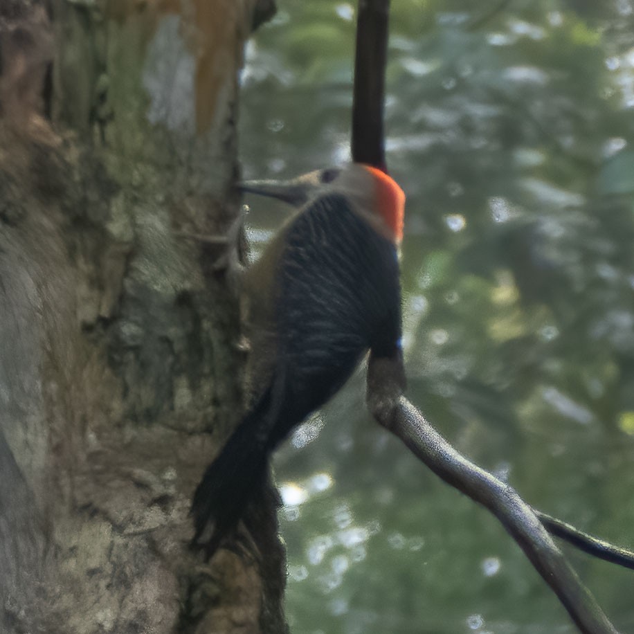 Jamaican Woodpecker - ML318602591
