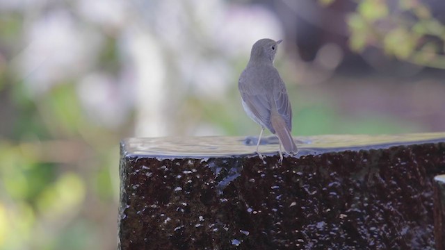 Hermit Thrush - ML318605721