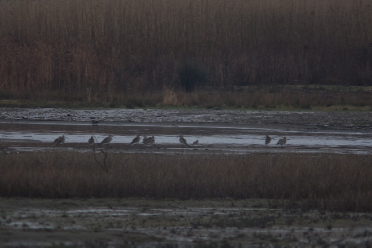 Eurasian Curlew - ML318606681