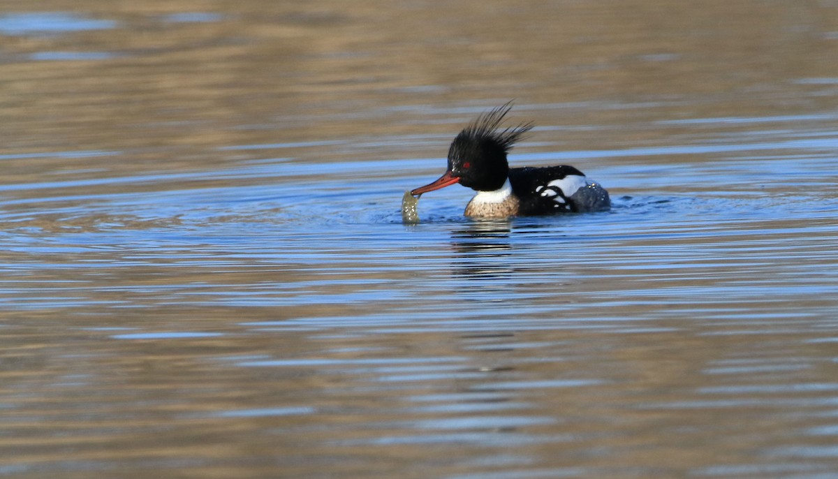 Red-breasted Merganser - ML318607401